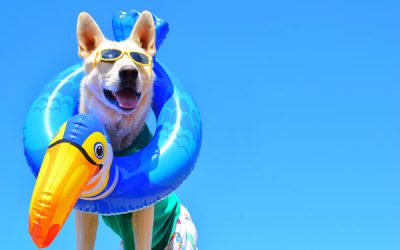 How to Keep Your Dog Safe in the Heat While Rving
