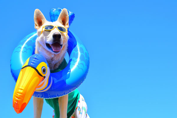 How We Monitor the Temperature in our RV to Protect Our Dogs from Excessive  Heat — Class C Broads