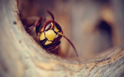How to Keep Pesky Bugs Out of Your RV This Summer
